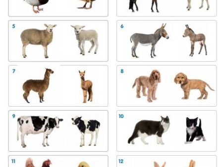 DOMESTIC ANIMAL FAMILY MATCH-COM - Image 2