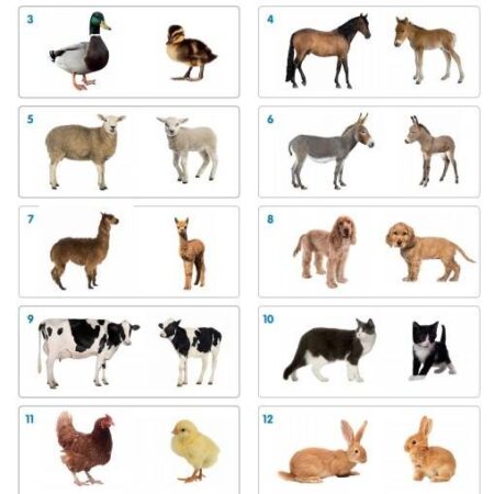 DOMESTIC ANIMAL FAMILY MATCH-COM - Image 2