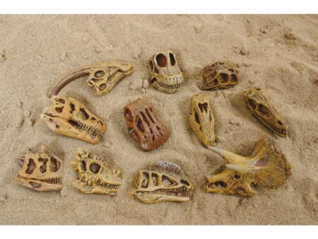 Mini Dinosaur Skulls-EYR - Image 1
