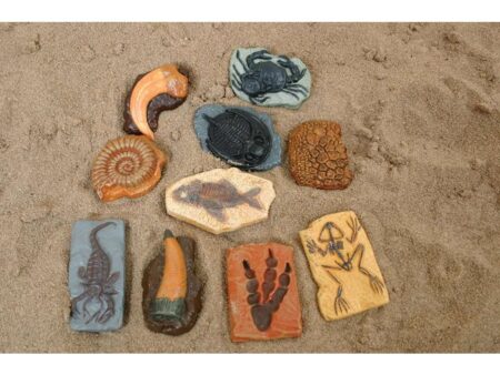 Ancient Fossils-EYR - Image 1