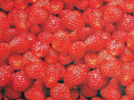 Fruity Polythene Table Covers-EYR - Image 2