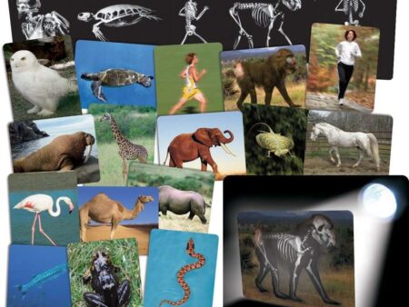 What's Inside Animals Pack-EYR - Image 1