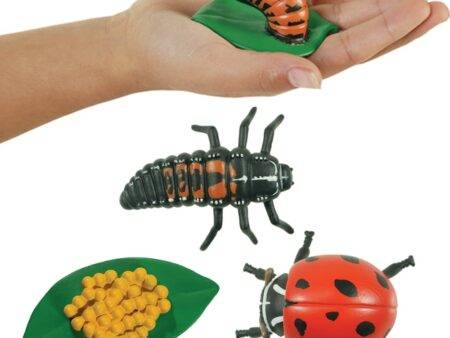 Ladybird Life Cycle Figures-EYR - Image 1