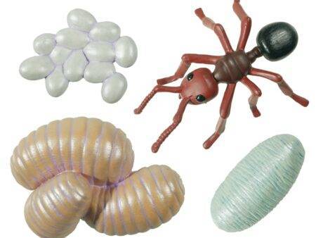 Ant Life Cycle Figures-EYR - Image 1