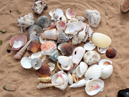 Pack Of Sea Shells-EYR - Image 2