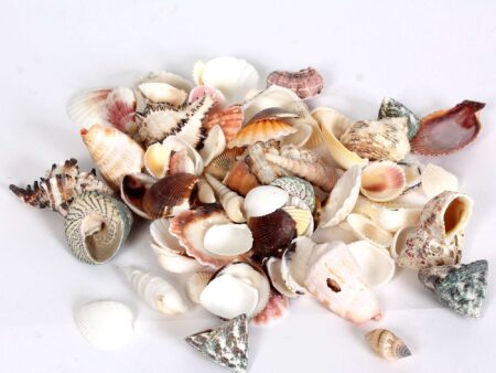 Pack Of Sea Shells-EYR - Image 1