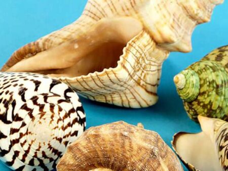 Giant Shells (500G)-CICA - Image 1