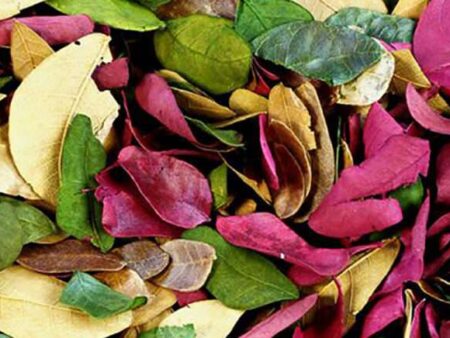 Dried Coloured Leaves (50G)-CICA - Image 1