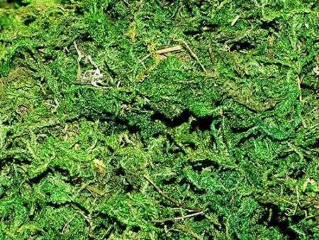 Moss In Bag 100G-CICA - Image 1