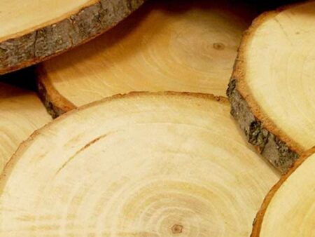 Tree Trunk Slices - 10Cm (Pack Of 10)-CICA - Image 1