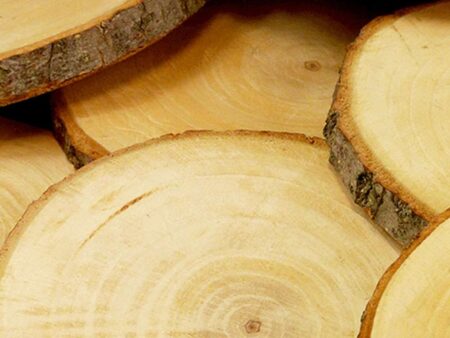 Tree Trunk Slices - 15Cm (Pack Of 10)-CICA - Image 1