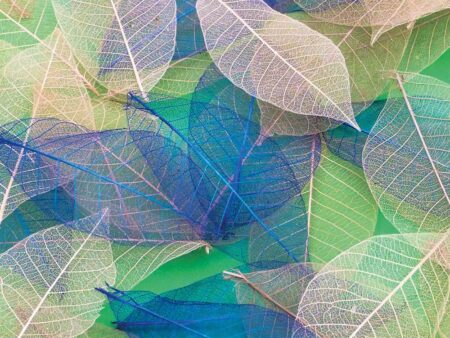 Yulan Leaves Pack 20-CICA - Image 1