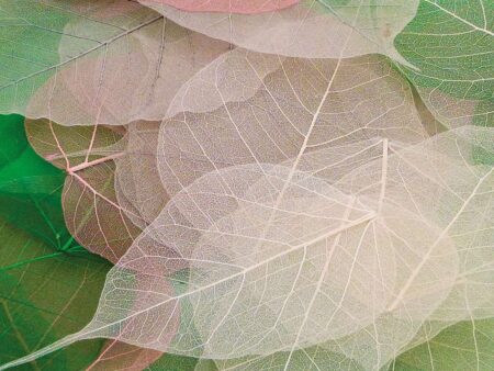 Bodhi Leaves Pack 20-CICA - Image 1