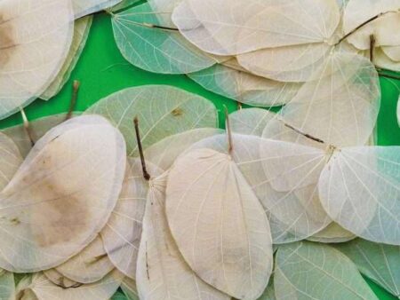 Cercis Leaves Pack 20-CICA - Image 1