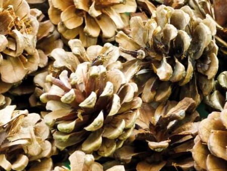 Regular Pine Cones Pack 250G 3.5Cm Pack 25-CICA - Image 1