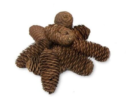 Long Pine Cones Pack 250G 8Cm-CICA - Image 1