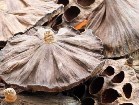 Lotus Heads Pack 10 (Check Size)-CICA - Image 1