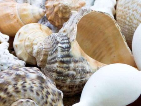 Pack Of Large Sea Shells 500G-CICA - Image 1