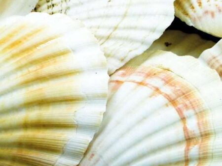 Scallops Pack 1Kg-CICA - Image 1