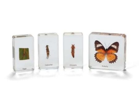 Mini Beasts Butterfly Life Cycle-CICA - Image 1
