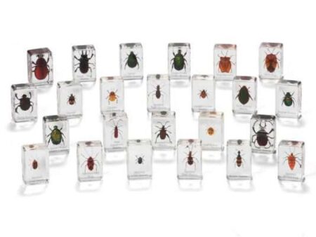 Mini Beasts Beetles And Bugs (Large Set)-CICA - Image 1
