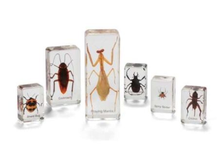 Mini Beasts Insects And Spiders (Small Set)-CICA - Image 1