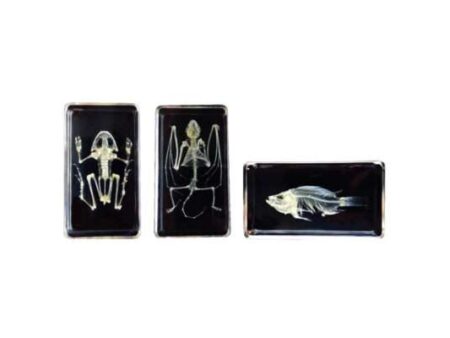 Mini Beasts Skeleton (Small Set)-CICA - Image 1