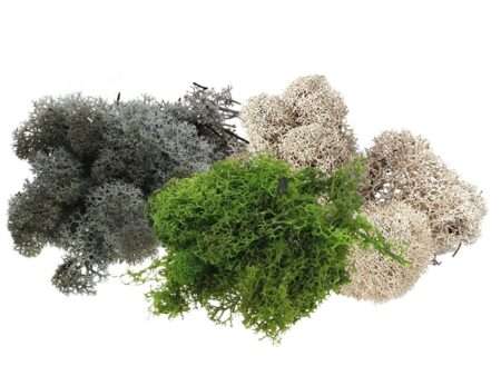 Moss Pack-EYR - Image 1