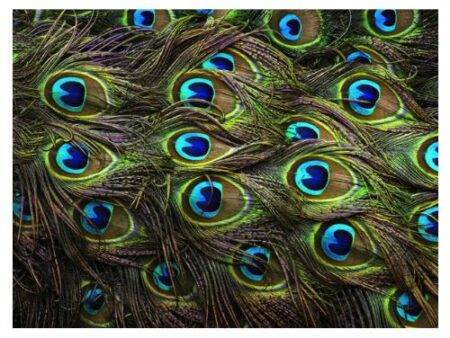 SCO FEATHERS PEACOCK 10PCS-DR - Image 1