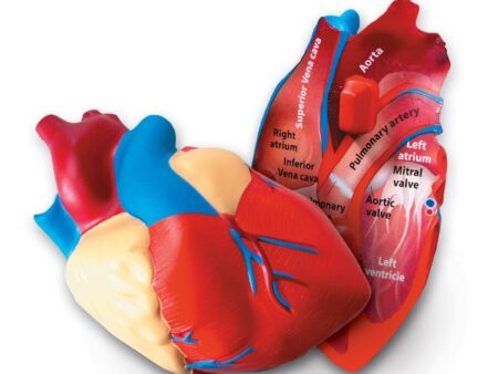 Cross-Section Human Heart Model - Image 1