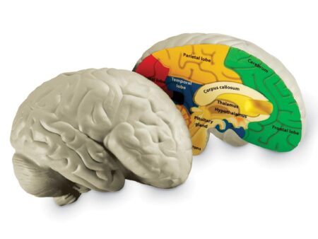 Cross-Section Human Brain Model - Image 1