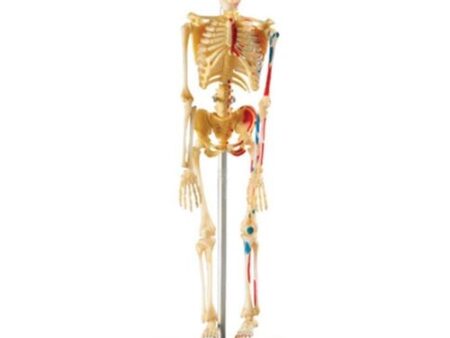 LR-SKELETON DISPLAY MODEL - Image 1