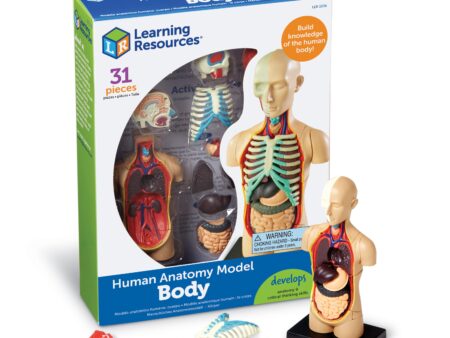 LR-HUMAN BODY ANATOMY DISPLAY MODEL - Image 1