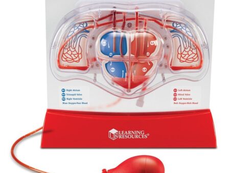 Pumping Heart Model - Image 1