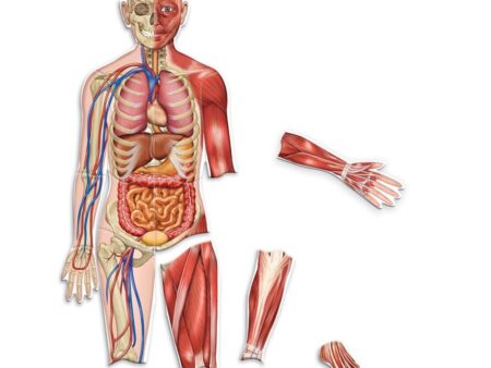 Double-Sided Magnetic Human Body - Image 1