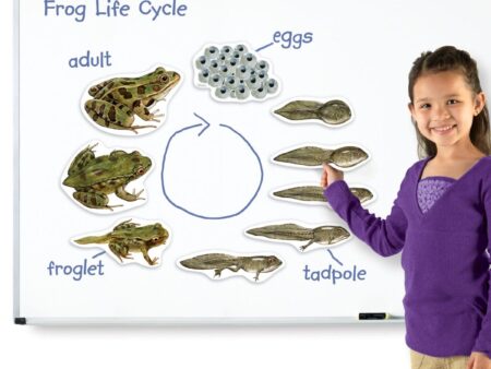 Giant Magnetic Frog Life Cycle - Image 1