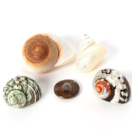 School Stationery Supplies Fancy Shell Pack-EYR - Image 1