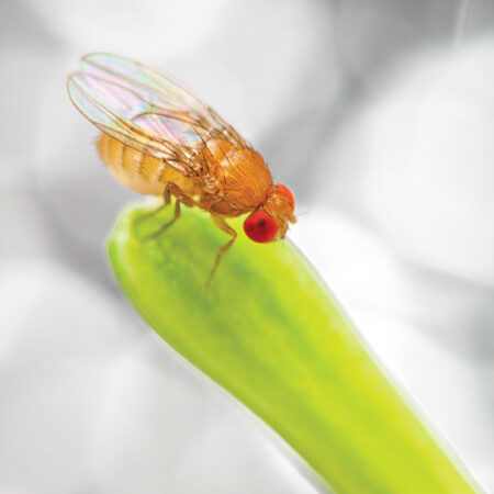 School Stationery Supplies Biology : Drosophila - Fruit Flies (Melanogaster) White Eyed (Sex Linked) Small Culturliving Organi - Image 1