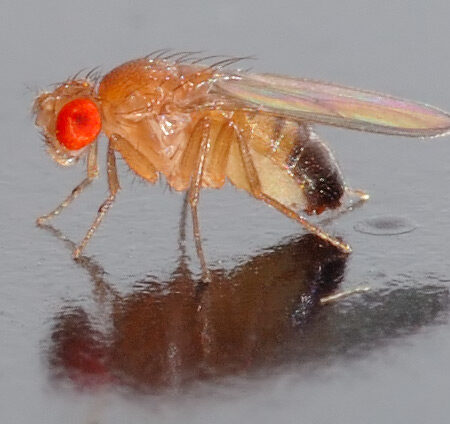School Stationery Supplies Biology : Drosophila - Fruit Flies (Melanogaster) Ebony Body (3) Small Culture (Living Organism) - Image 1