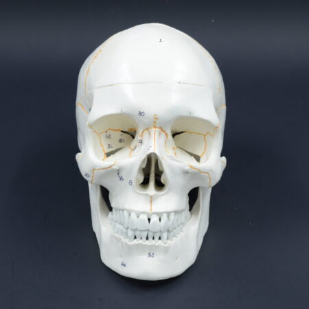 School Stationery Supplies Biology : Numbered Skull Model - Image 1