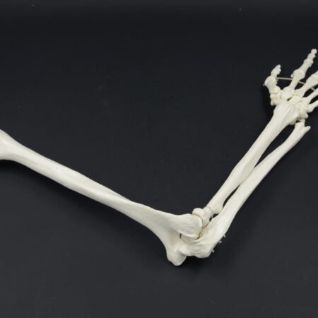 Biology : Arm Bone Model - Image 1