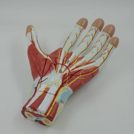Biology : Anatomy Of The Hand Model 3-Parts - Image 1