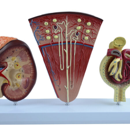School Stationery Supplies Biology : Kidney,Nephron And Glomerulus Model Solid - Image 1