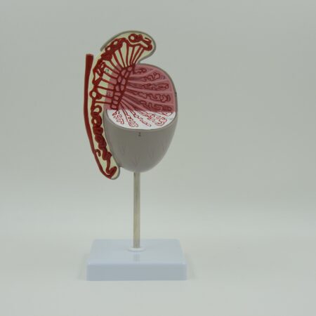 Biology : Testis Model ,10 Times Enlarged - Image 1