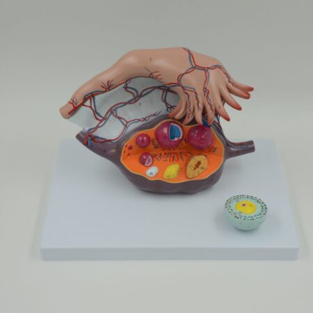 School Stationery Supplies Biology : Ovary Structure Model - Image 1