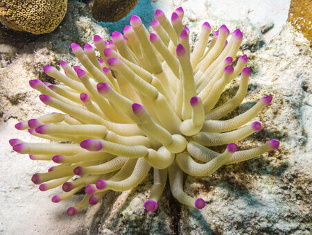 Biology : Anemone (Living Organism) - Image 1