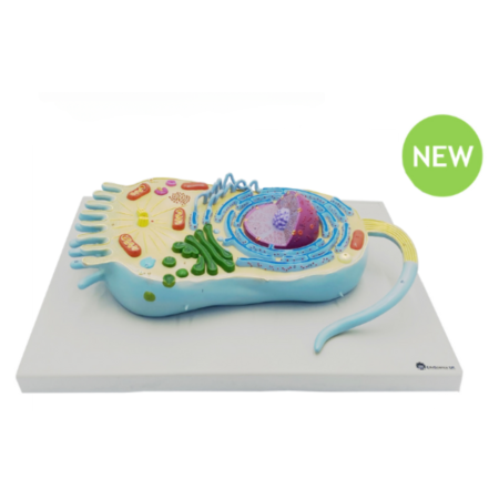 Biology : Animal Cell Model , 13000 Times Enlarged - Image 1