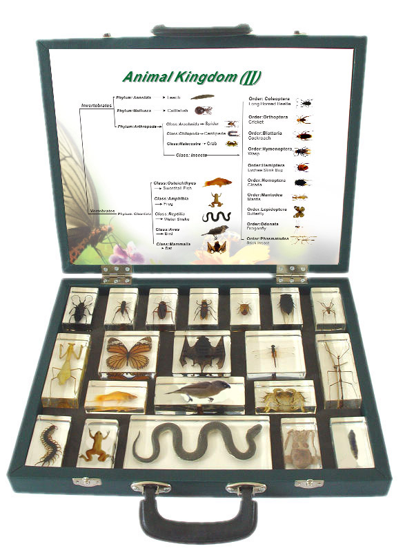 Animal-Kingdom-II-7005.png School Stationery Supplies