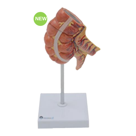 Biology : Appendix And Caecum Model - Image 1