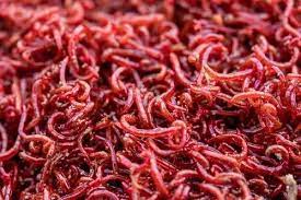 BLOOD-WORMS.jpg School Stationery Supplies
